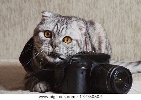 gray tabby cat curious nibbles photo camera