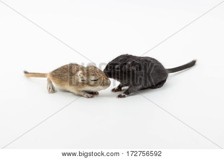 Litter Mongolian Gerbil, Desert Rat