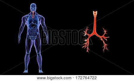 3D Illustration of Human Lungs Inside Anatomy (Larynx, Trachea, Bronchioles)