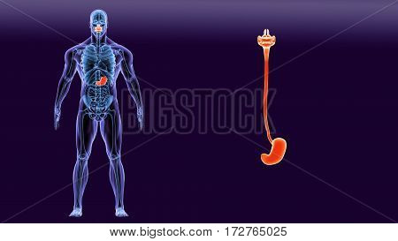 3d illustration human body Stomach Anatomy of a human body part