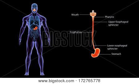 3d illustration human body Stomach Anatomy of a human body part