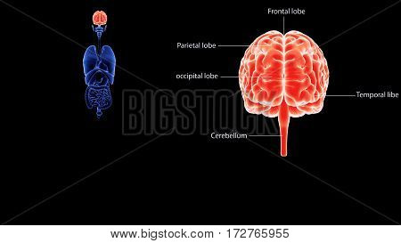 3d illustration human body brain of a human body part