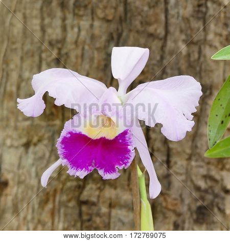 Cattleya percilviana 'Sumit'. A species orchid in botanical garden on Tenerife island