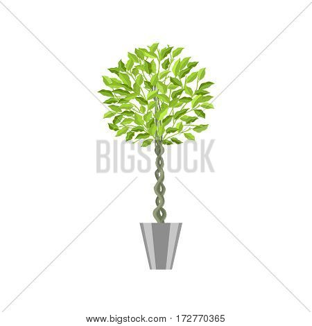 Benjamin ficus. Deciduous plant in flowerpot. House plant realistic icon for interior decoration .Green tree plant in flowerpot. Vector illustration isolated on white background