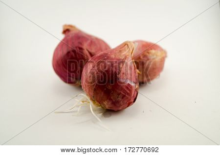 Shallot roots grow become leek in future.shallots center and white background.