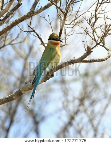 Blue -tailed Bee-eater Merops philippinus Sri Lanka