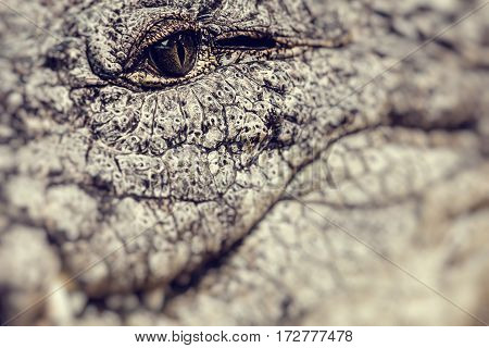 Closeup of an adult male caiman ( HDR image )