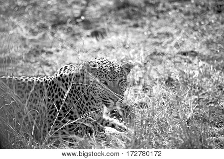 In South Africa Kruger Natural Park Wild Leopard