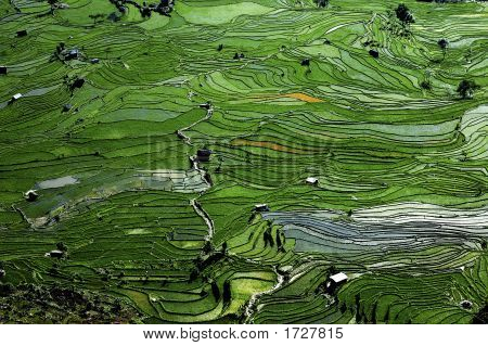 Rice_Fields_03