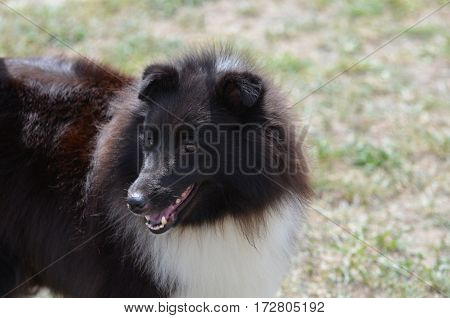 Great black and white shetland sheepdog on grassh