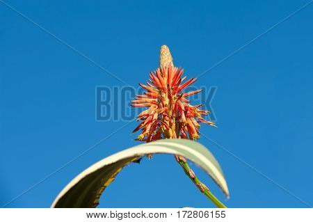 Beautiful aloe flower and green leave on blue sky background