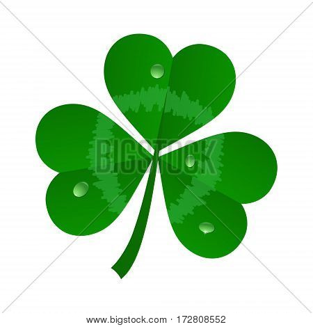 vector green realistick clover on white background