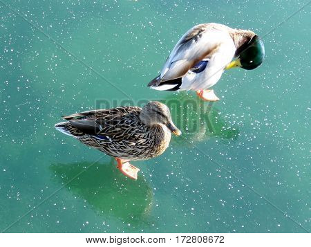 Pair of ducks on the ice of the Lake Ontario in Toronto Canada February 16 2017