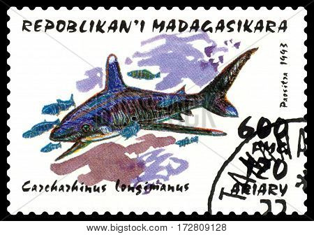 STAVROPOL RUSSIA - February 17 2017: a stamp printed by Malagasy shows Carcharhinus longimanus (whitetip shark) circa 1993