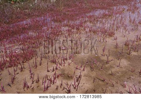 Shore red plants in water