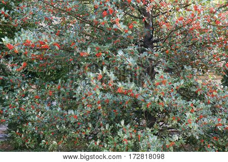 Tree of Ilex aquifolium with red berries, selective focus
