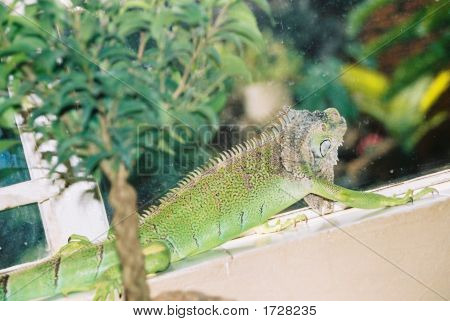 Iguana