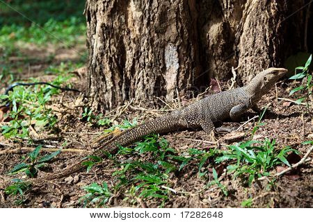 Rettile iguana su un tronco d'albero