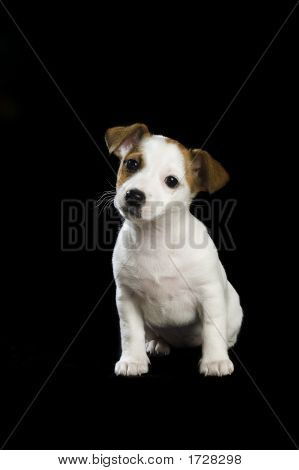 .Jack Russel Sitting