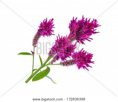 Wool flowerCelosia Argentea L. var cristata (L.) Kuntze isolated on white background