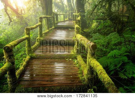 Beautiful rain forest at ang ka nature trail in doi inthanon national park Thailand