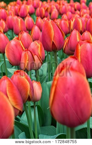 Park Street flora flowers tulips colorful flowers flowers in the open air