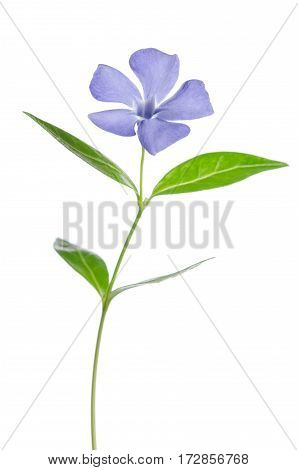 Beautiful Blue Flower Periwinkle On White Background
