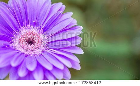 Closeup blue chrysanthemun flower on blurred garden view background with copy space