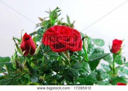 Rosa vermelha