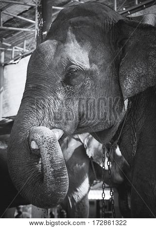 Black and white photo of tours elephant in elephant camp. signature animal of Thailand.