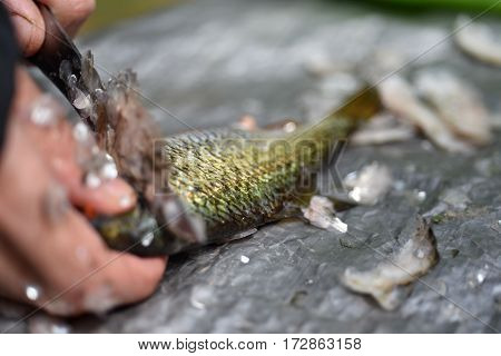 Firsherman Cleaning Scales Of Freshly Caught Fish