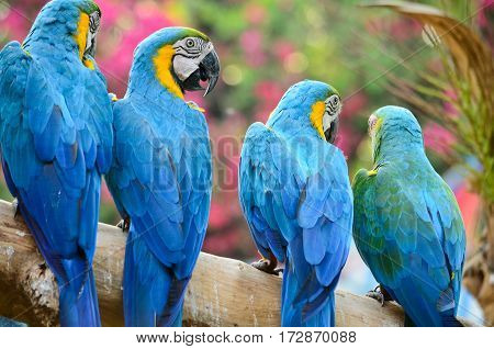 Four Beautiful Blue and Gold Macaw resting on branches of tree