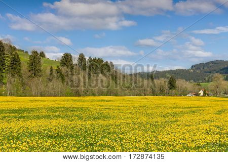 Beautiful yellow flower meadow and a ranch house in distance. Sunny and clear spring day.