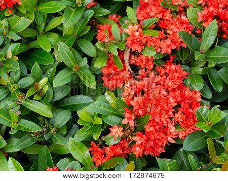 Red spike flower in garden and young green bloom with copy space for text. Selective focus on image.