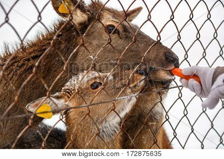 VISIM NATURE RESERVE/ RUSSIA - JANUARY 6, 2017. Feeding of deers in Visim Nature Reserve in the low Middle Ural Mountains of Russia.
