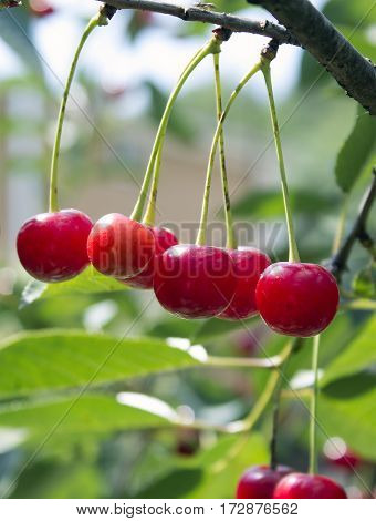 cherry fruit on the tree spring day
