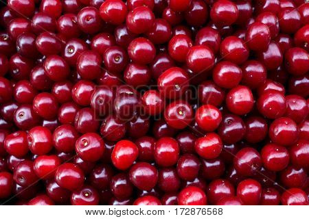 cherry fruit just plucked useful and tasty natural