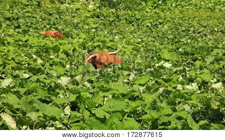Two highland cattles are relaxing and hiding in deep vegetation. Funny and peaceful situation.