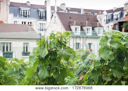 Close up of vineyard on Montmartre hill Paris France.