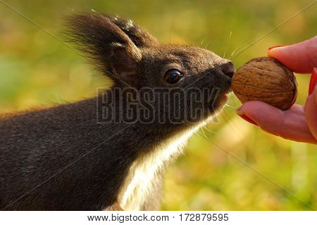 cute wild squirrel ( Sciurus vulgaris ) picking nut from female hand