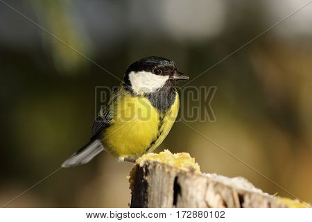 great tit perched on top of wooden stump ( Parus major )