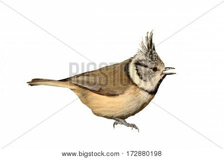 garden bird the european crested tit ( Lophophanes cristatus ) isolated over white background