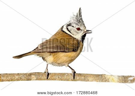 perched european crested tit isolated on white background ( Lophophanes cristatus )