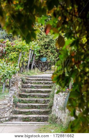 Oldest vineyard on Montmartre hill in Paris, France.