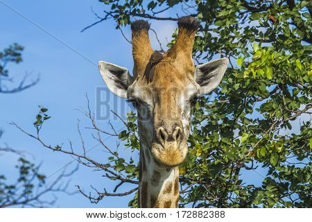 portrait of a wild giraffe in kruger Park