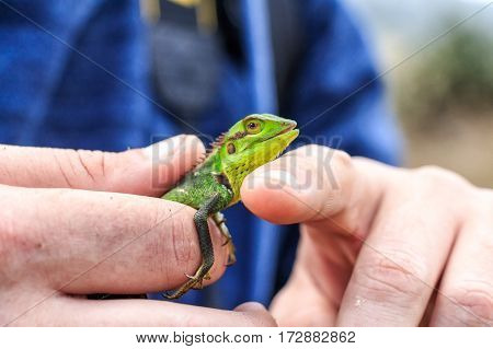 Black-lipped Lizard or Calotes nigrilabris in Sri Lanka