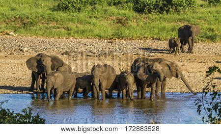 big group of elephants drinking in the riverbank in Kruger park, South Africa