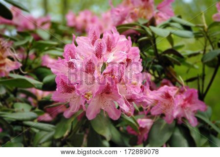 azalea flower on a background of green leaves