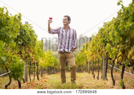 Smiling male vintner looking at glass of wine in vineyard