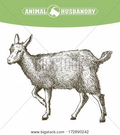 sketch of goat drawn by hand on a white background. livestock. animal grazing